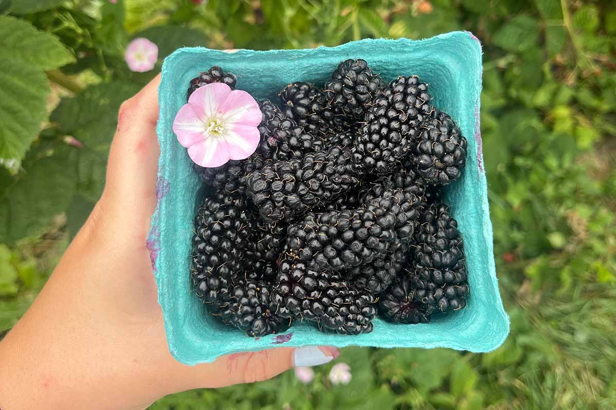 A close up horizontal image of a hand from the left of the frame holding up a blue punnet of freshly harvested marionberries.