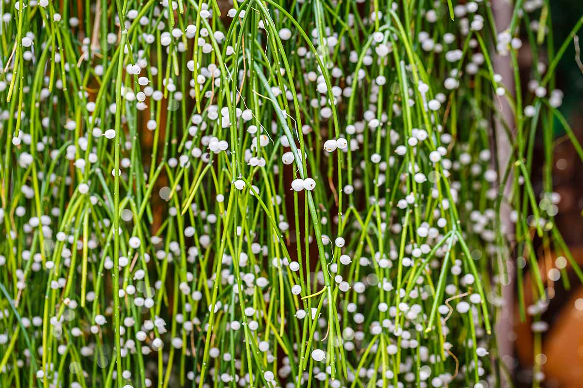 A close up horizontal image of a mistletoe cactus (Rhipsalis baccifera) covered in translucent white fruits.