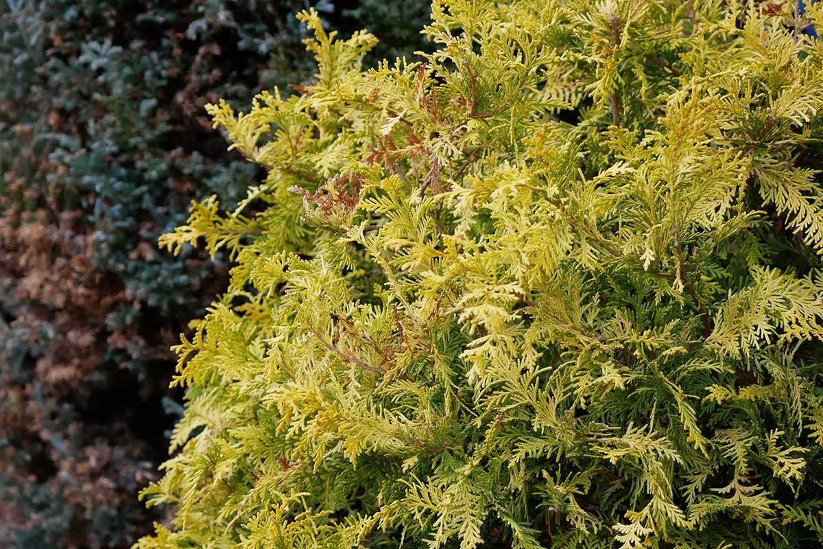 A close up horizontal image of a 'Fernspray' hinoki cypress with golden foliage growing in the garden.