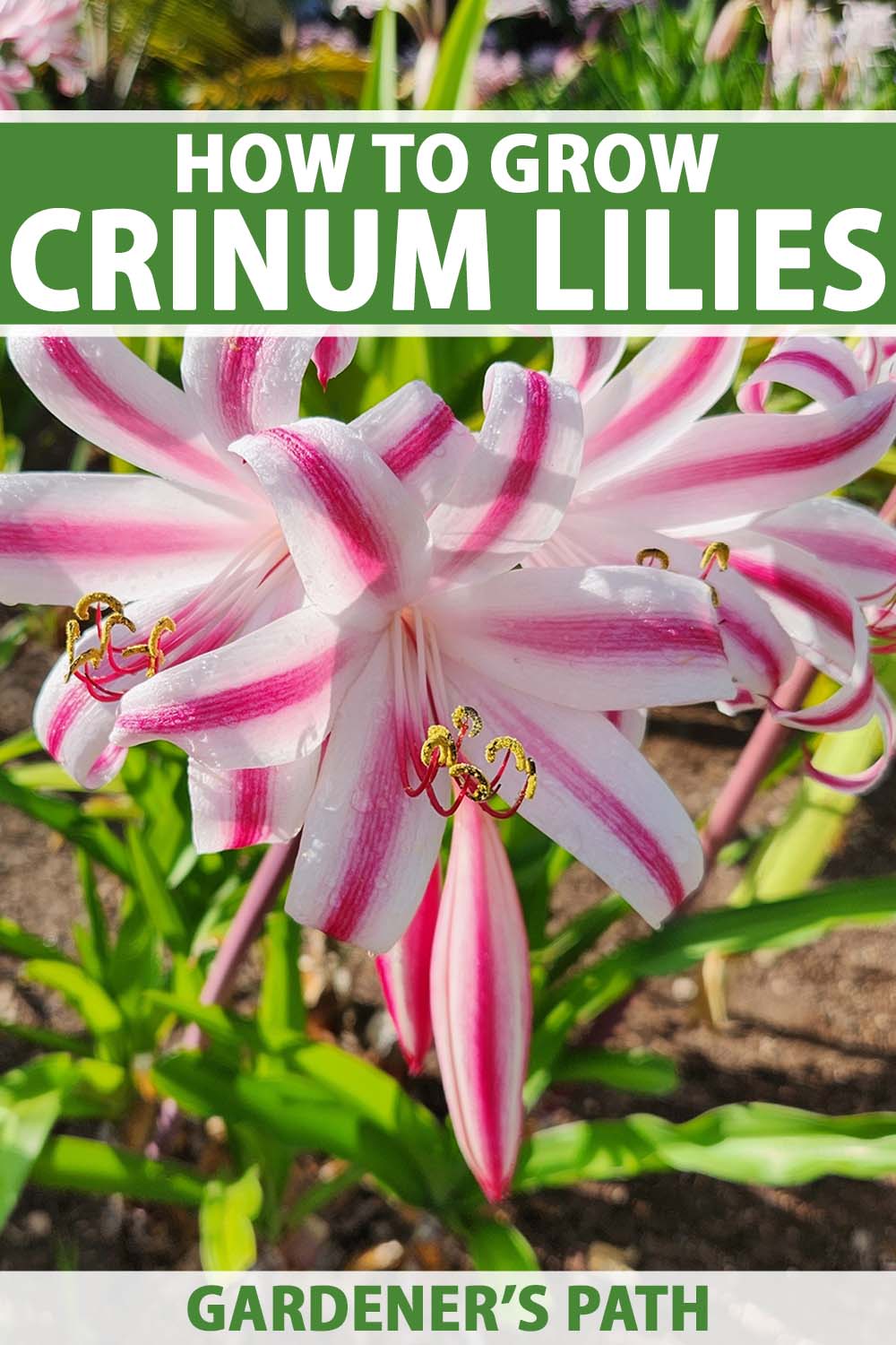 A close up vertical image of pink and white crinum lilies growing in the garden. To the top and bottom of the frame is green and white printed text.