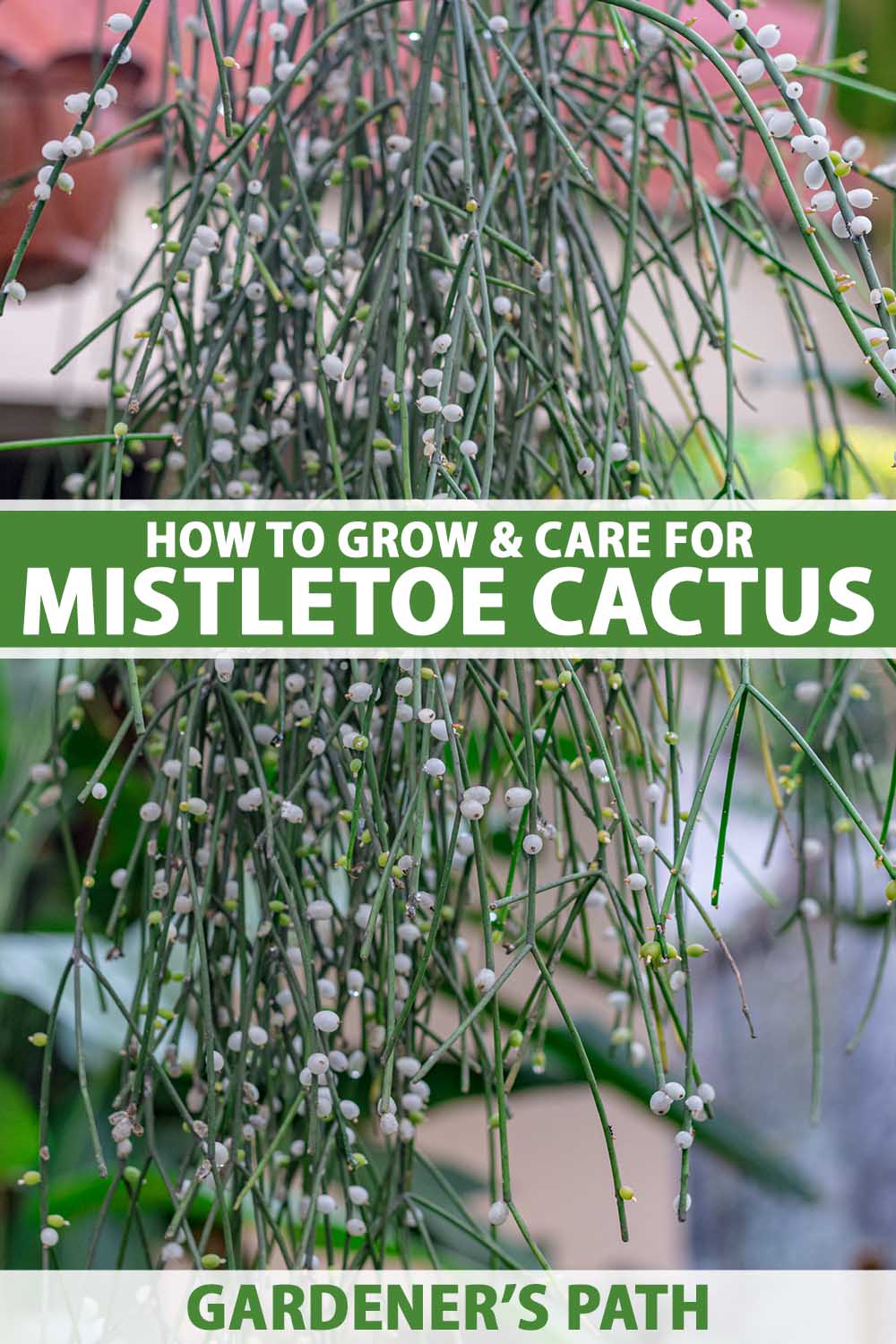 A close up vertical image of a mistletoe cactus (Rhipsalis baccifera) with stems covered in translucent white fruits growing in a hanging pot. To the center and bottom of the frame is green and white printed text.