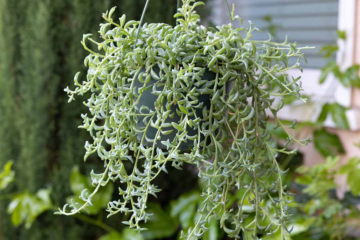 A close up horizontal image of string of dolphins succulent growing in a hanging basket outdoors.