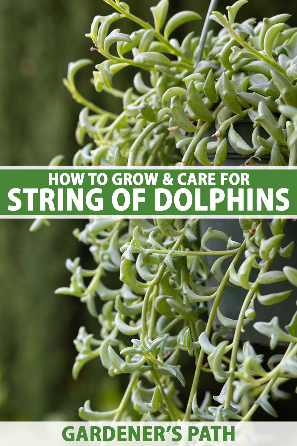 A close up vertical image of a string of dolphins succulent with the stems trailing over the sides of a hanging pot pictured on a soft focus background. To the center and bottom of the frame is green and white printed text.
