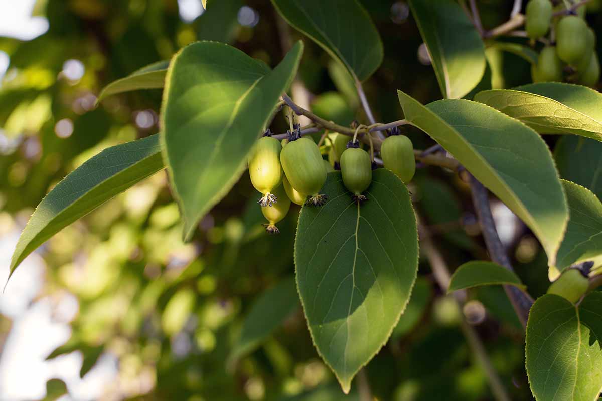 A close up of hardy kiwi (Actinidia arguta) growing in the landscape with small developing fruits.
