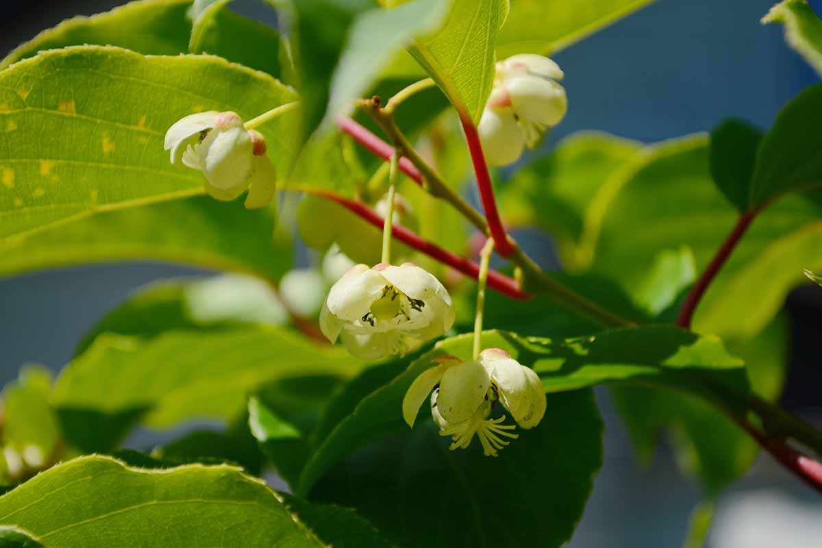 A close up horizontal image of the flowers of Actinidia arguta growing in the garden.