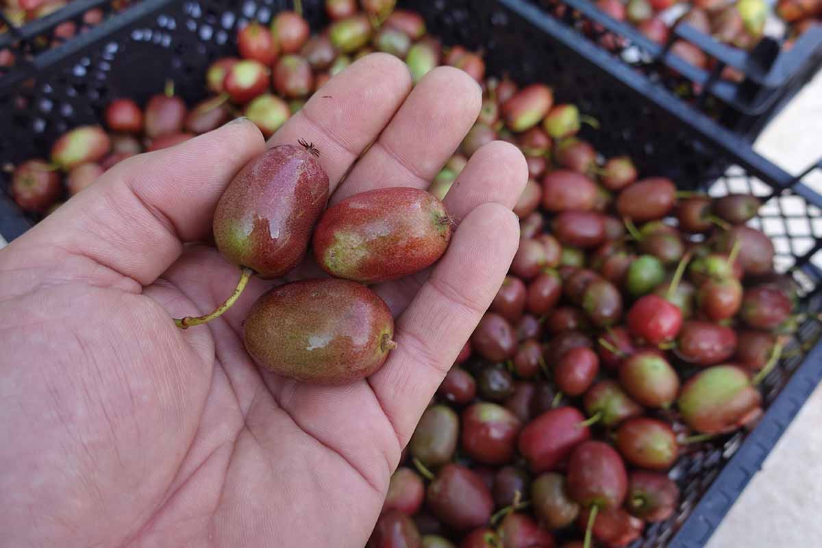 A close up horizontal image of an open palm holding three kiwiberries picked out of a big plastic crate.