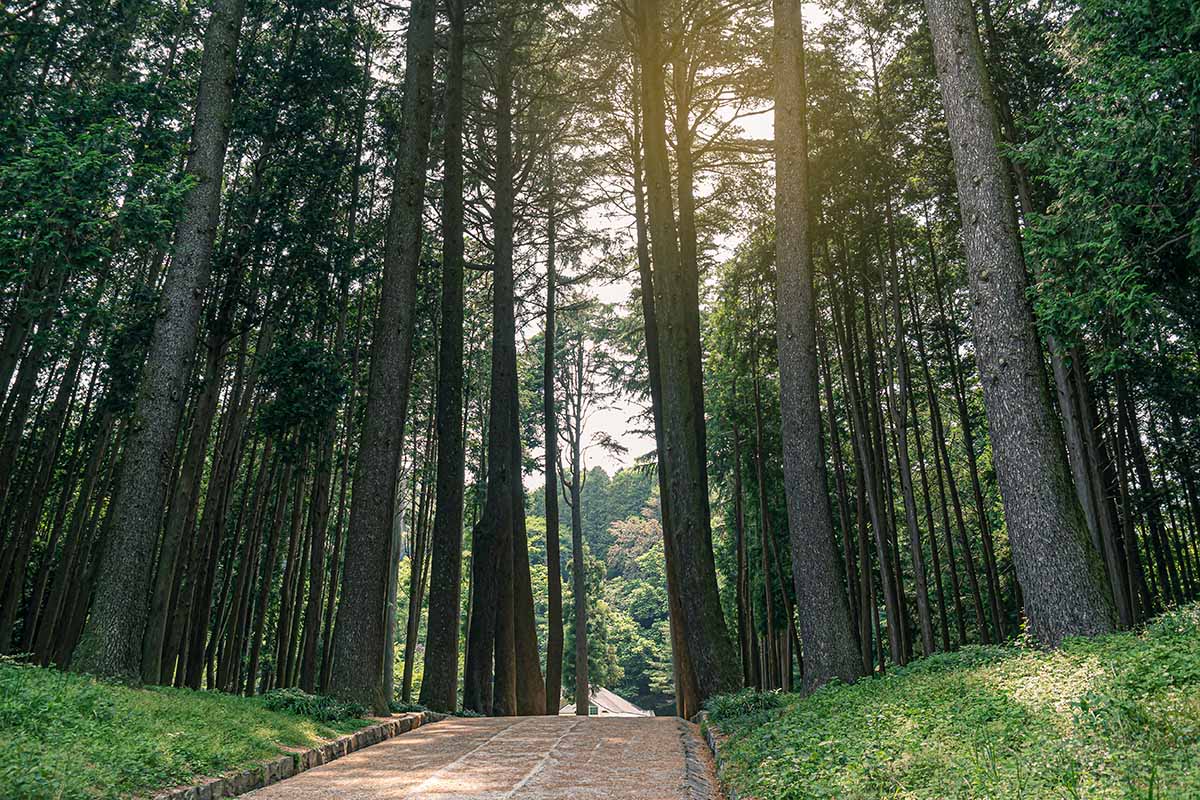 A horizontal image of a large stand of hinoki cypress trees with a path running through them.