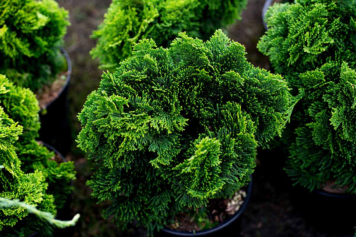 A close up horizontal image of potted Chamaecyparis obtusa plants at a nursery.