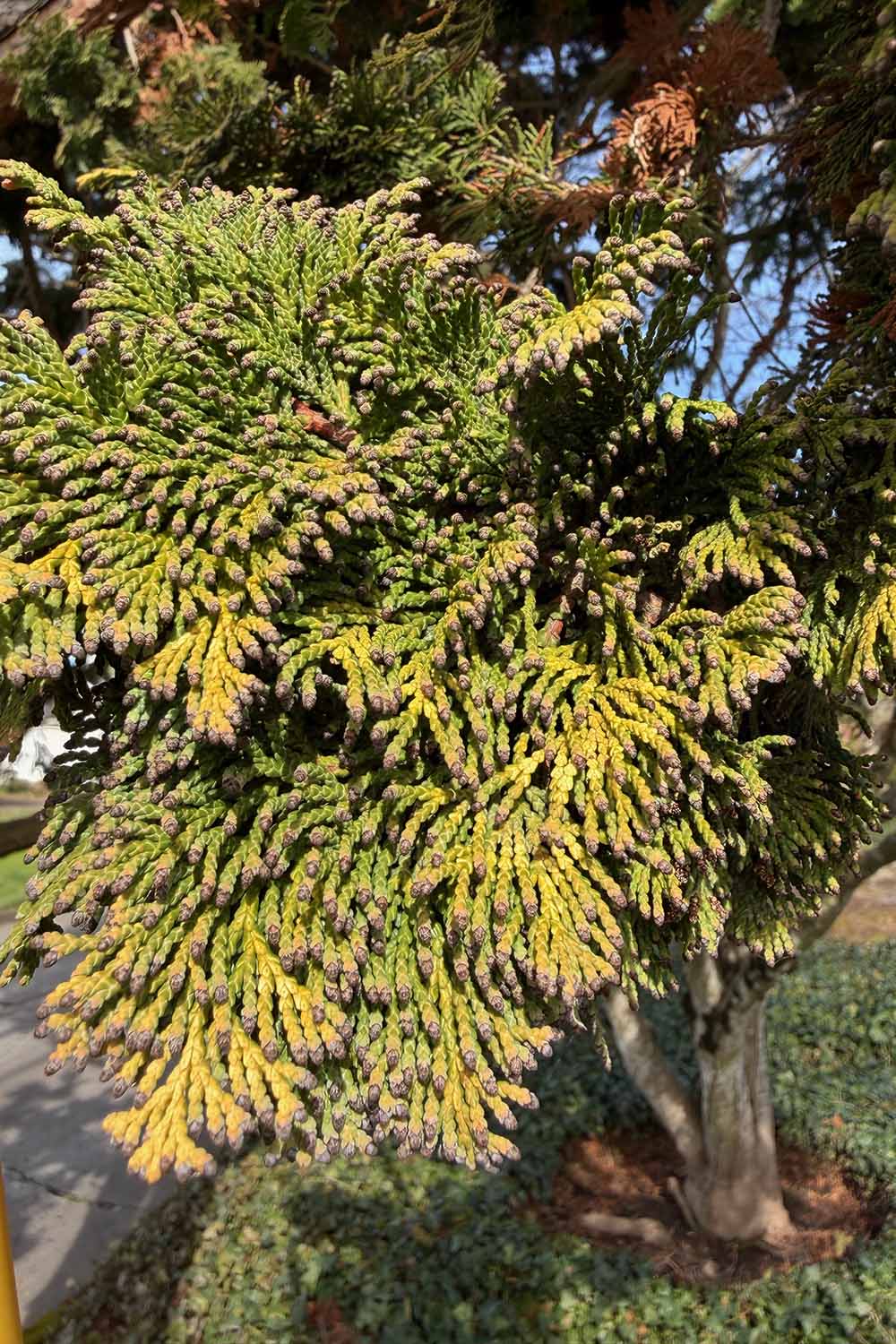 A close up vertical image of the pollen cones of a hinoki cypress (Chamaecyparis obtusa) pictured in light sunshine.