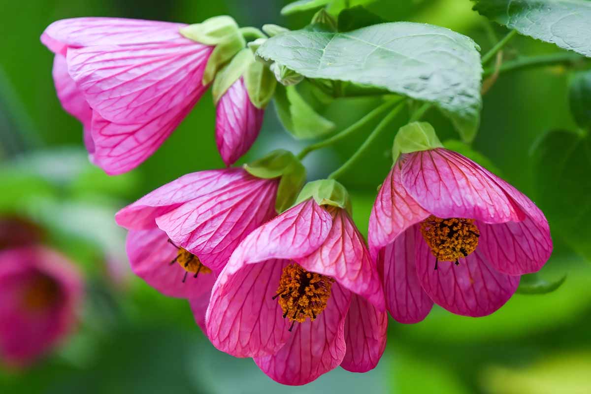 A close up horizontal image of bright pink abutilon aka flowering maple blooms pictured on a soft focus background.