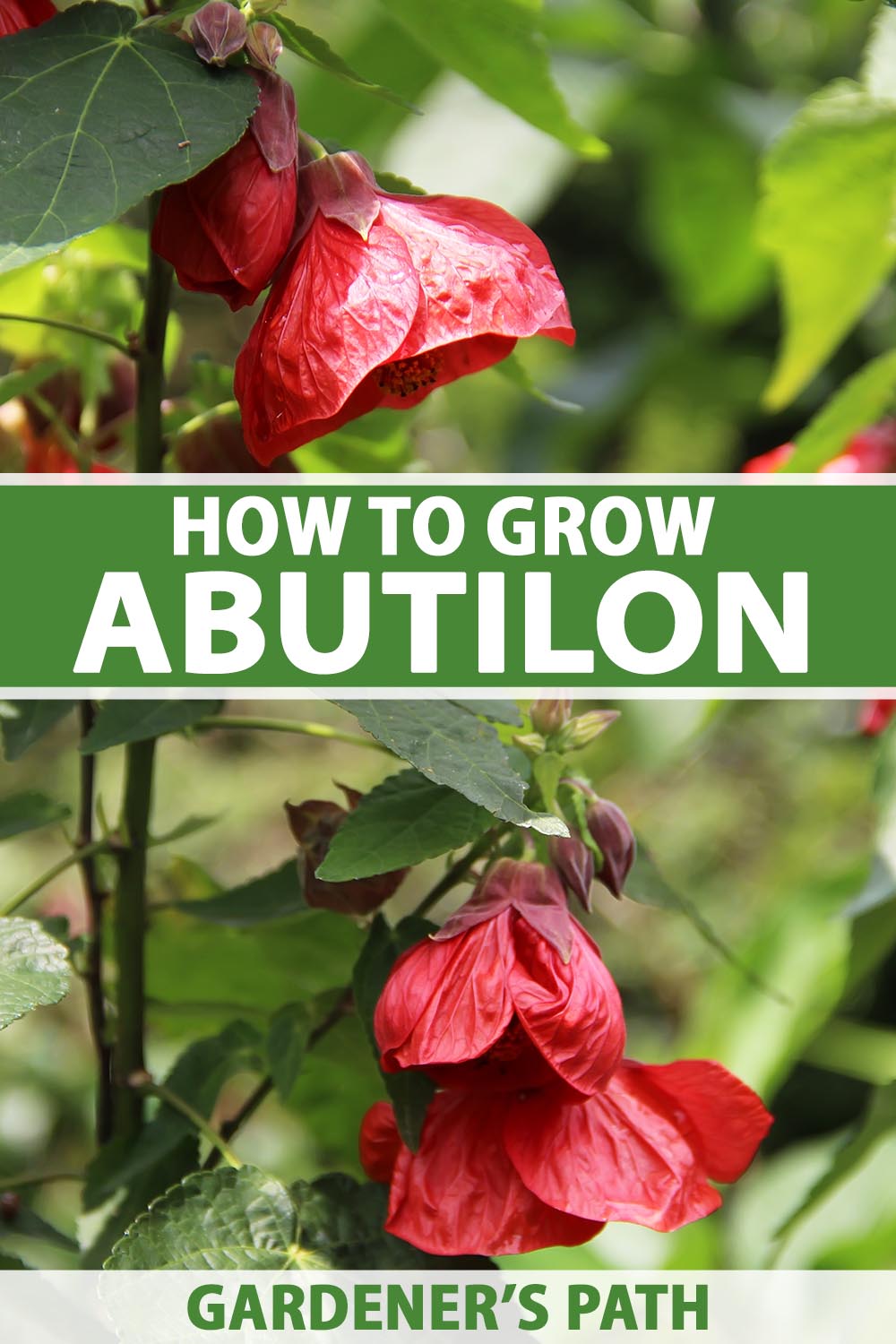 A close up vertical image of red abutilon aka flowering maple flowers pictured in light sunshine on a soft focus background. To the center and bottom of the frame is green and white printed text.