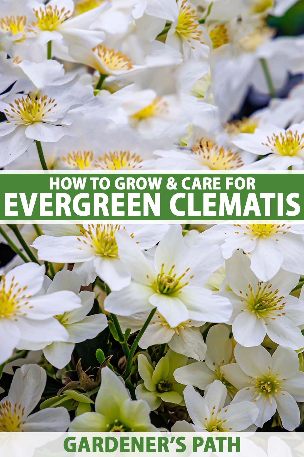 A close up vertical image of the white flowers of an evergreen clematis vine in full bloom. To the center and bottom of the frame is green and white printed text.
