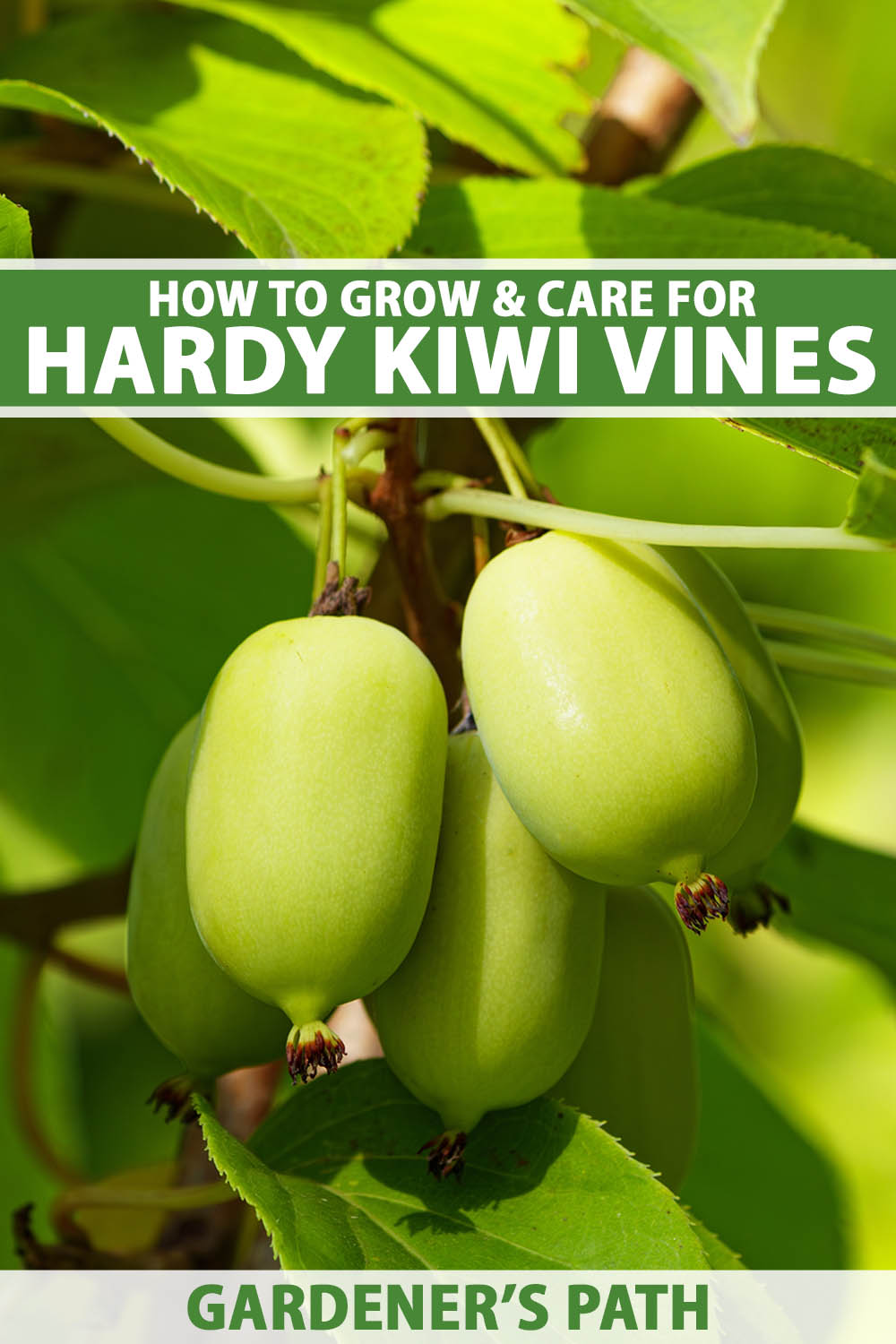 A close up vertical image of developing kiwiberries (Actinidia arguta) growing in the garden pictured in white sunshine. To the top and bottom of the frame is green and white printed text.