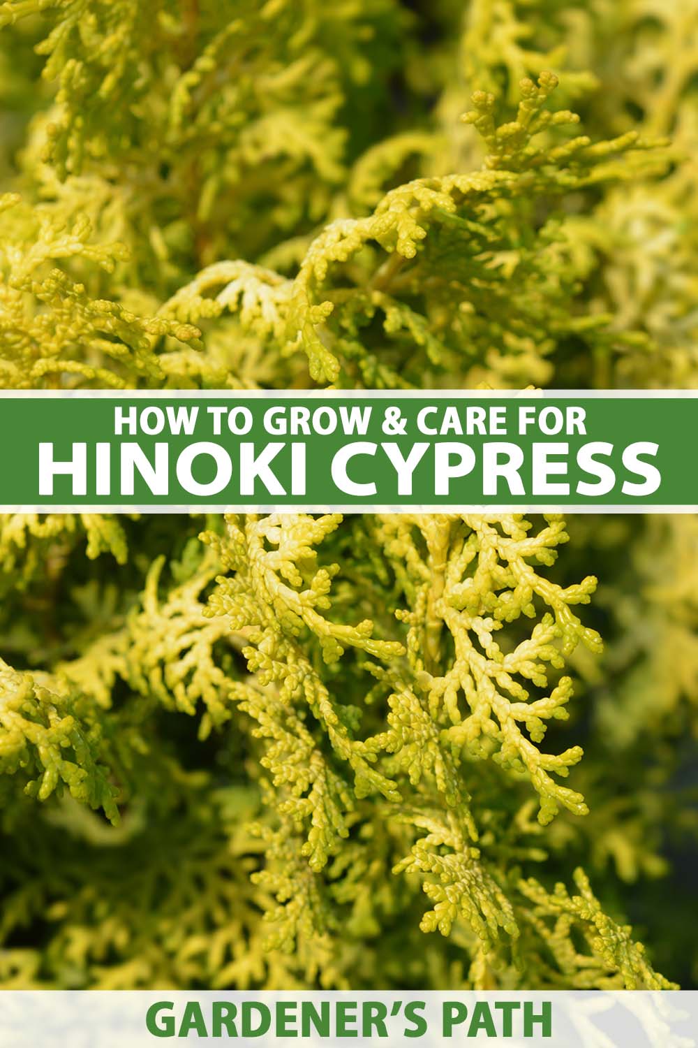 A close up vertical image of the foliage of a golden hinoki cypress pictured in bright sunshine. To the center and bottom of the frame is green and white printed text.
