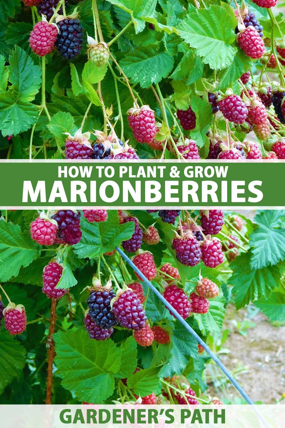A close up vertical image of 'Marion' berries ripening in the summer garden. To the center and bottom of the frame is green and white printed text.