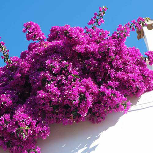 A close up square image of 'Majestic Purple' bougainvillea cascading over the side of a white fence pictured in bright sunshine on a blue sky background.