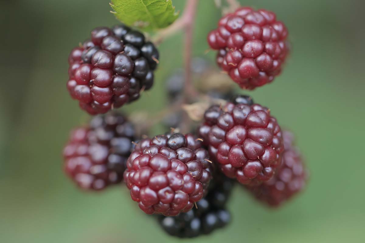 A close up horizontal image of 'Marion' berries ripening in the garden pictured on a green soft focus background.