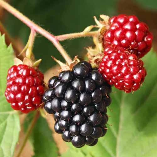 A close up square image of black and red marionberries growing in the garden pictured in light sunshine on a soft focus background.