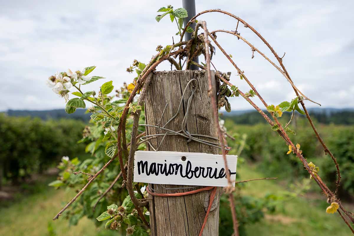 A close up horizontal image of a marionberries sign in a berry patch in Oregon.