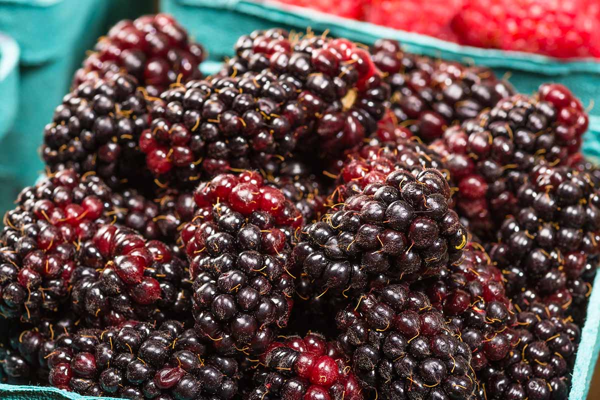 A close up horizontal image of a blue punnet of marionberries.