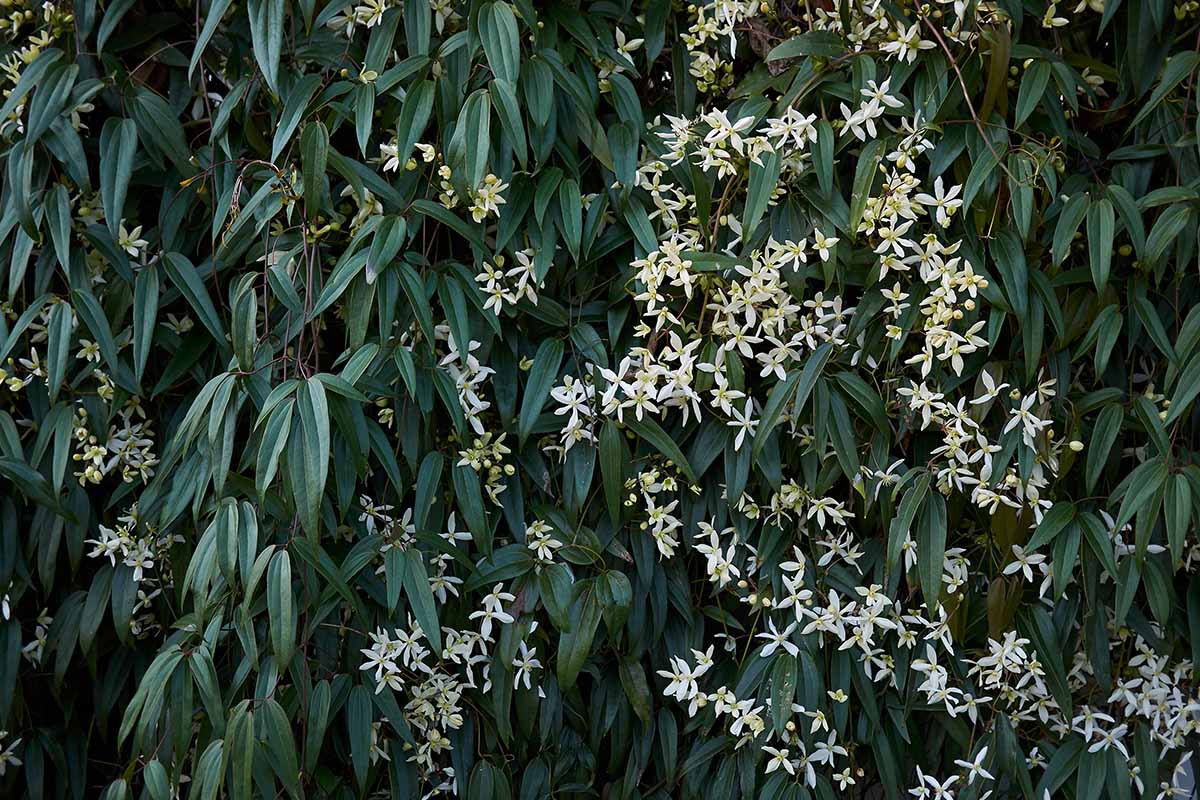 A close up horizontal image of a large evergreen clematis vine in full bloom growing in the landscape.