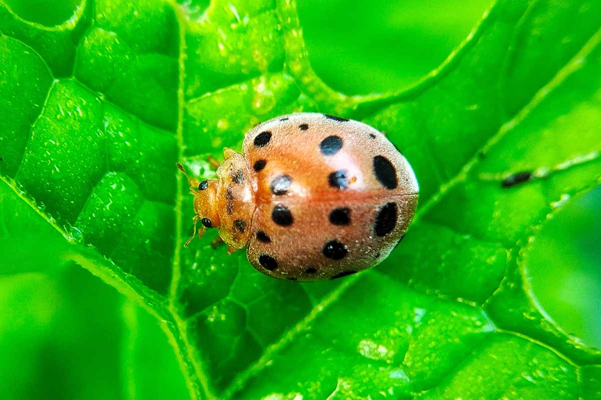 A close up horizontal image of a Mexican bean beetle on a leaf.
