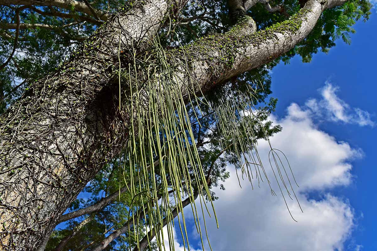 A horizontal image of a mistletoe cactus growing wild in a tree.