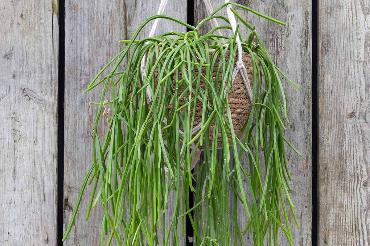 A close up horizontal image of a Rhipsalis baccifera in a hanging basket with a wooden fence in the background.