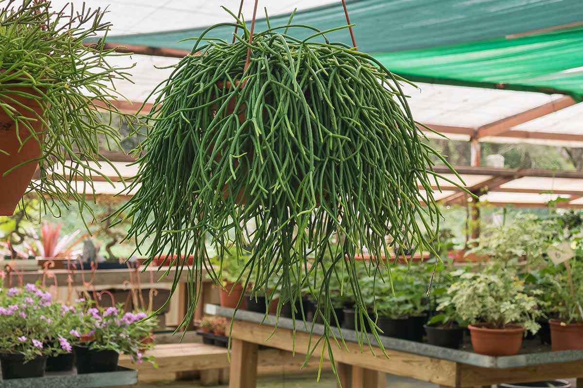 A close up horizontal image of a large a mistletoe or spaghetti cactus growing in a hanging pot in a greenhouse.