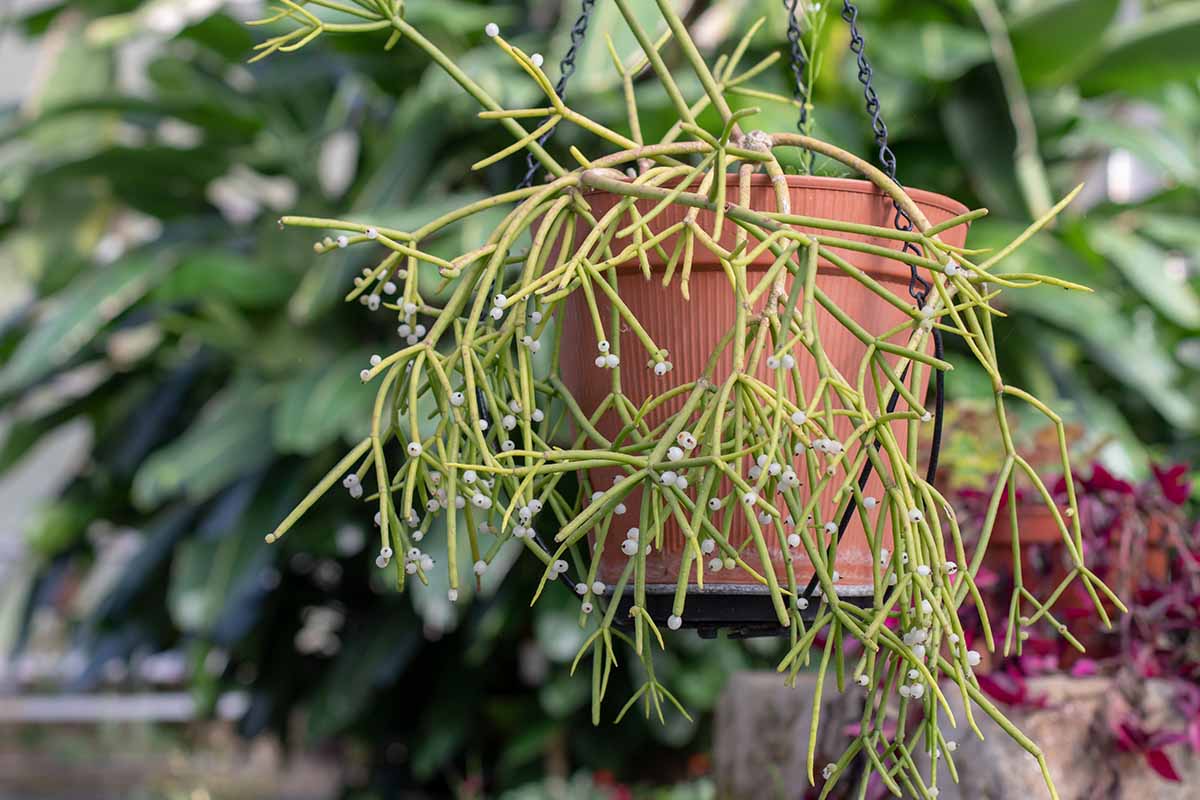 A close up horizontal image of a mistletoe cactus with white fruits growing in a hanging pot.