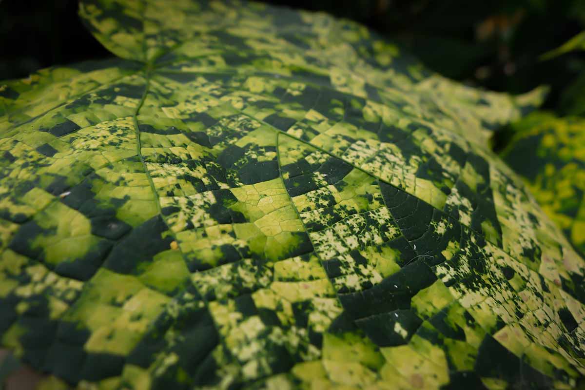 A close up horizontal image of the symptoms of mosaic virus on foliage.