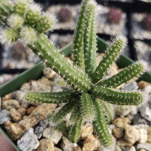 A close up square image of a mouse tail cactus growing in a small pot.