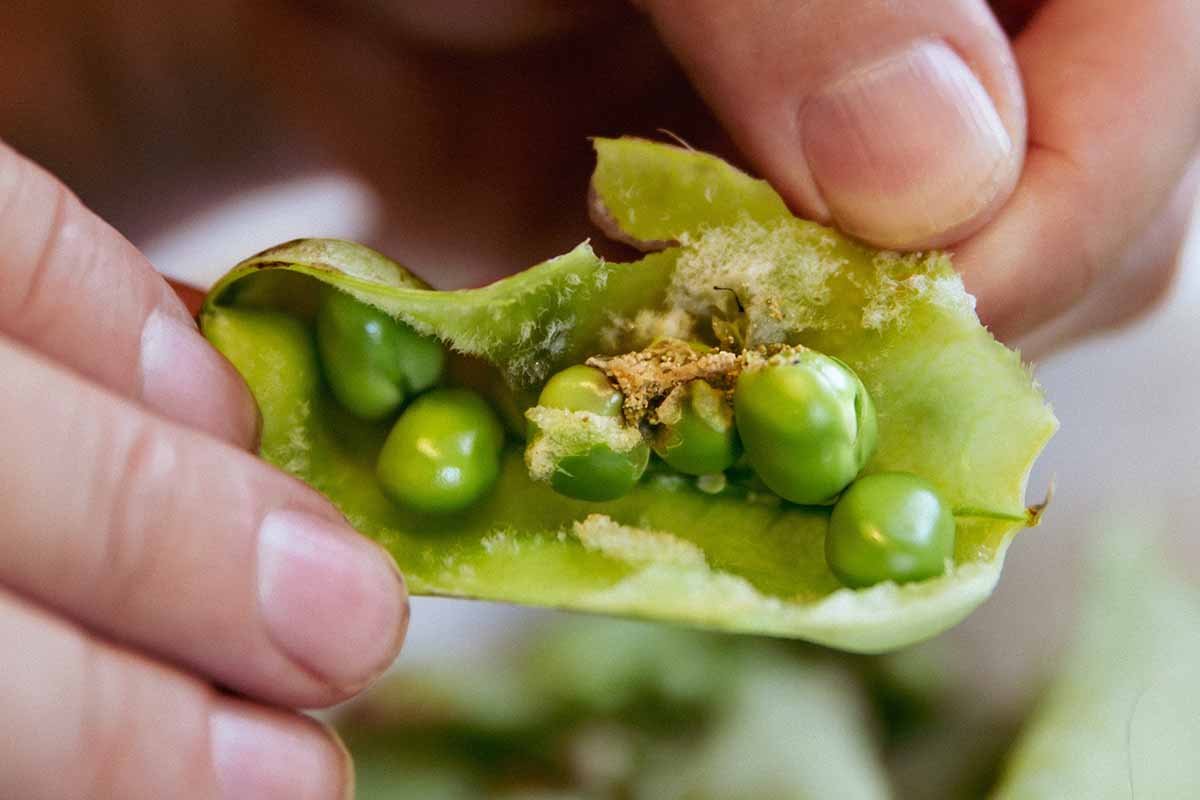A close up horizontal image of two hands opening up a pea pod with pest damage pictured on a soft focus background.
