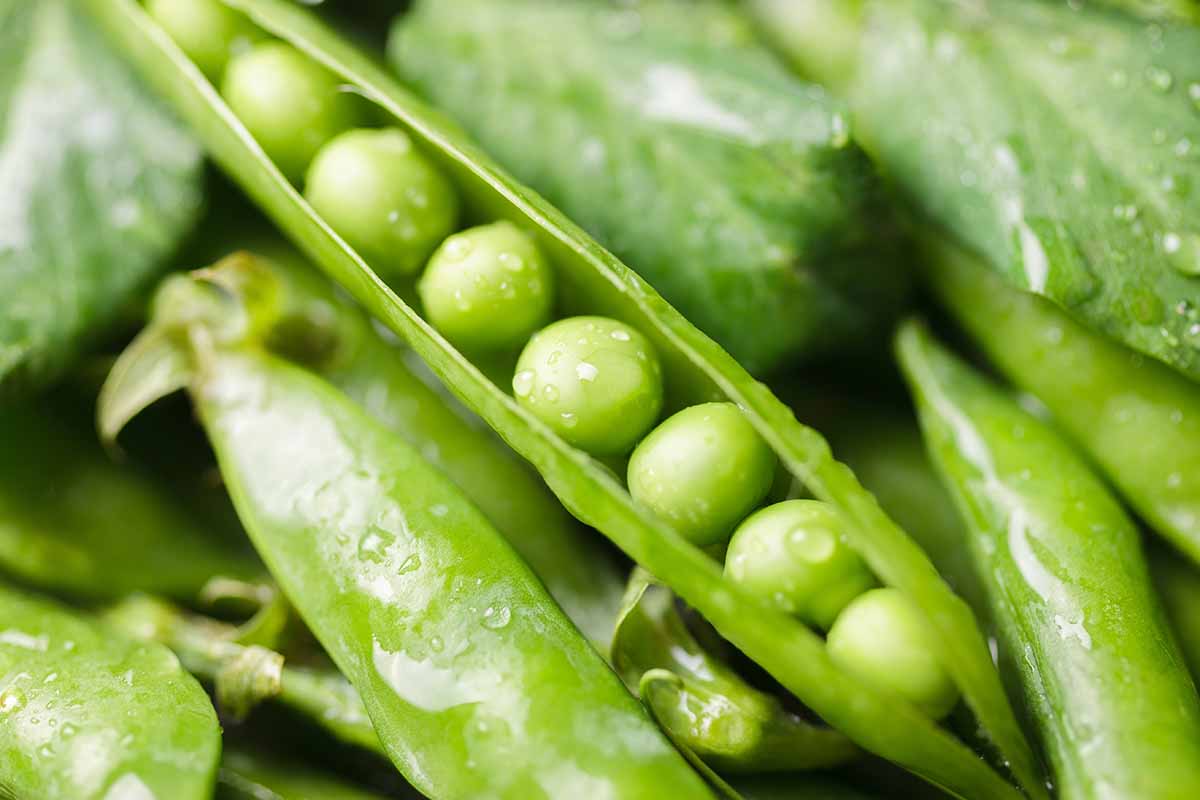 A close up horizontal image of freshly harvested peas with the pods cracked open.