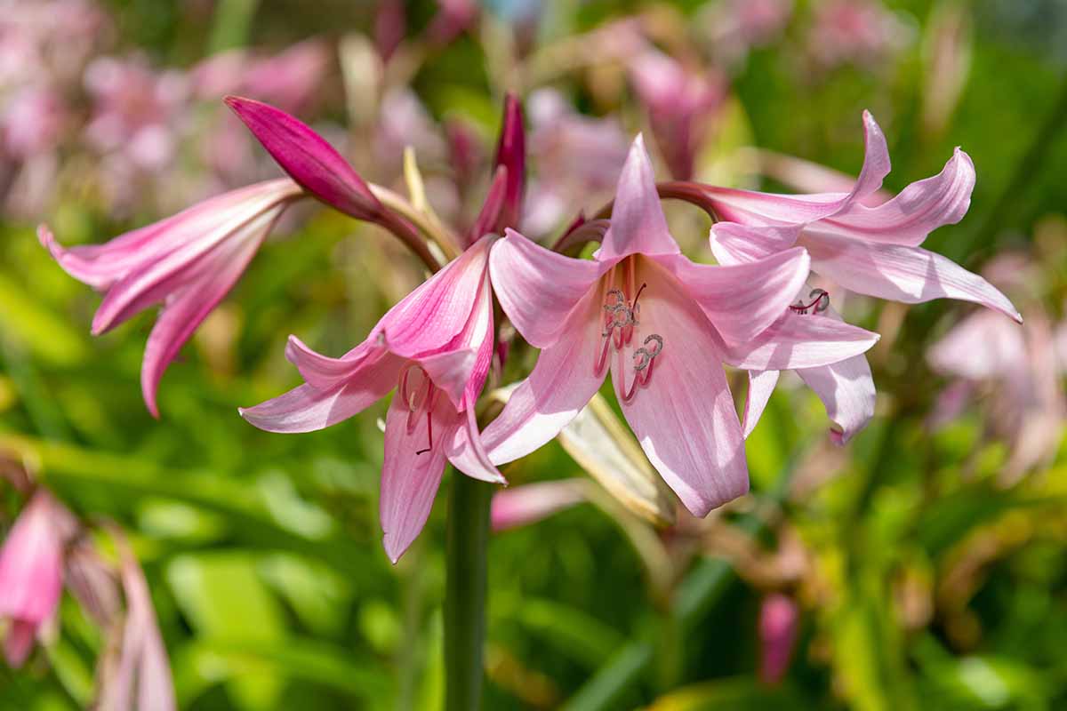 A close up horizontal image of pink crinum lilies growing in the garden.