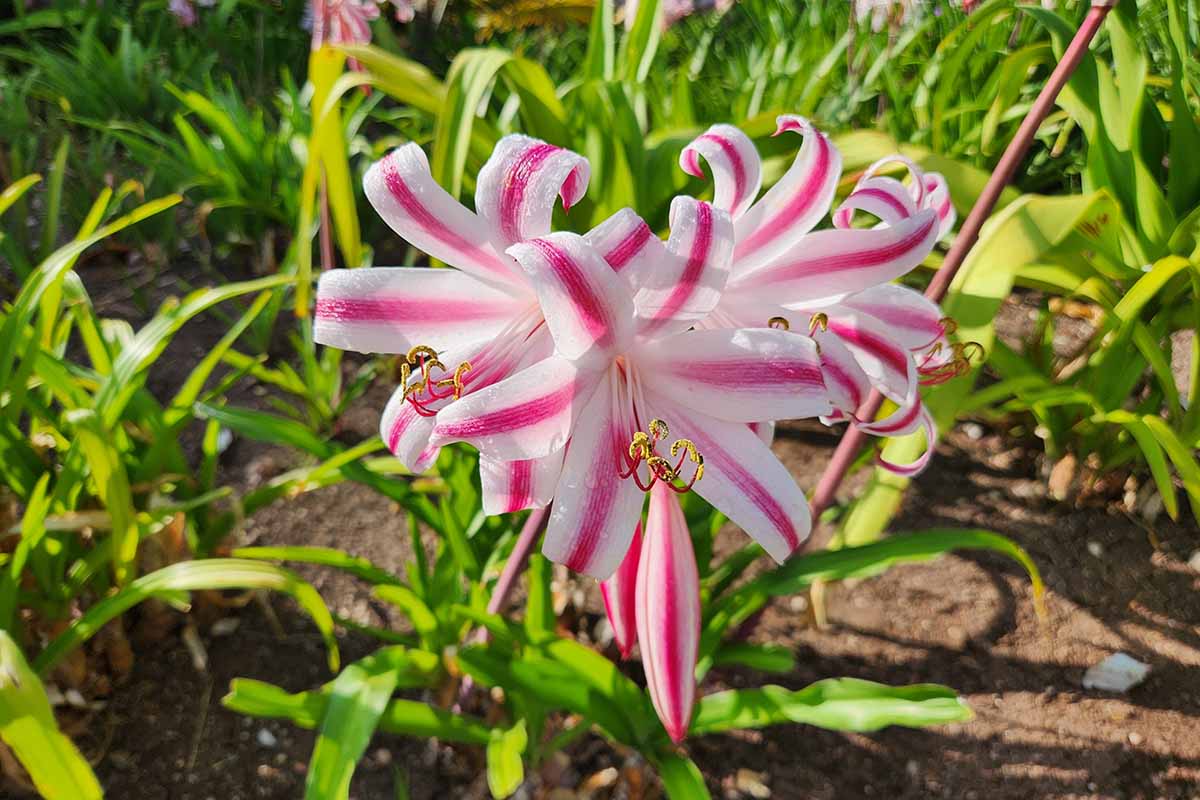 A close up horizontal image of pink and white striped crinum lilies growing in a sunny garden.