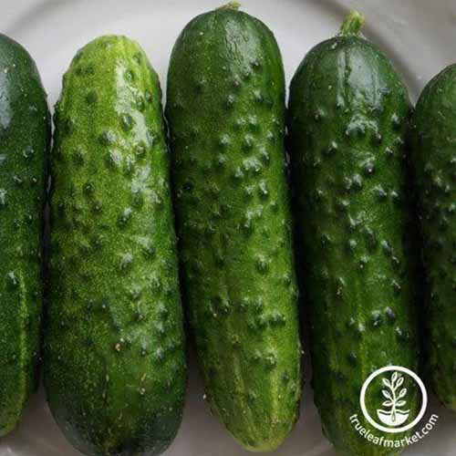A close up square image of freshly harvested 'Pioneer' cucumbers on a white plate. To the bottom right of the frame is a white circular logo with text.