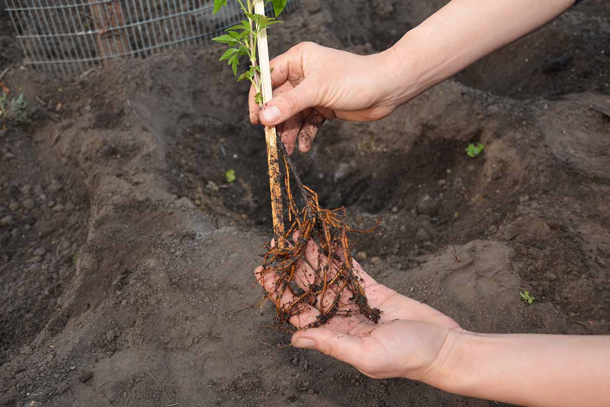 A close up horizontal image of a gardener planting a vine in the garden.