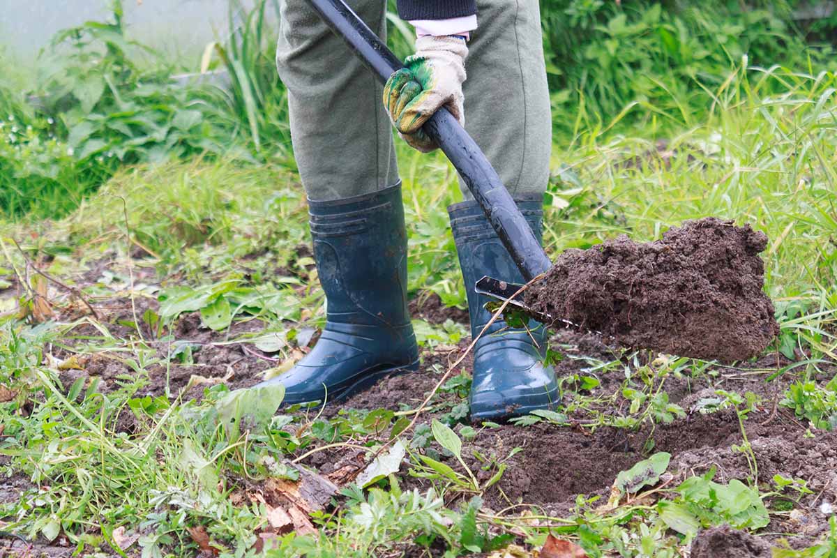 A horizontal image of a gardener in gumboots digging the soil in the garden.