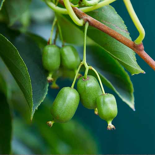 A square image of 'Prolific' kiwberries growing in the garden pictured on a soft focus background.