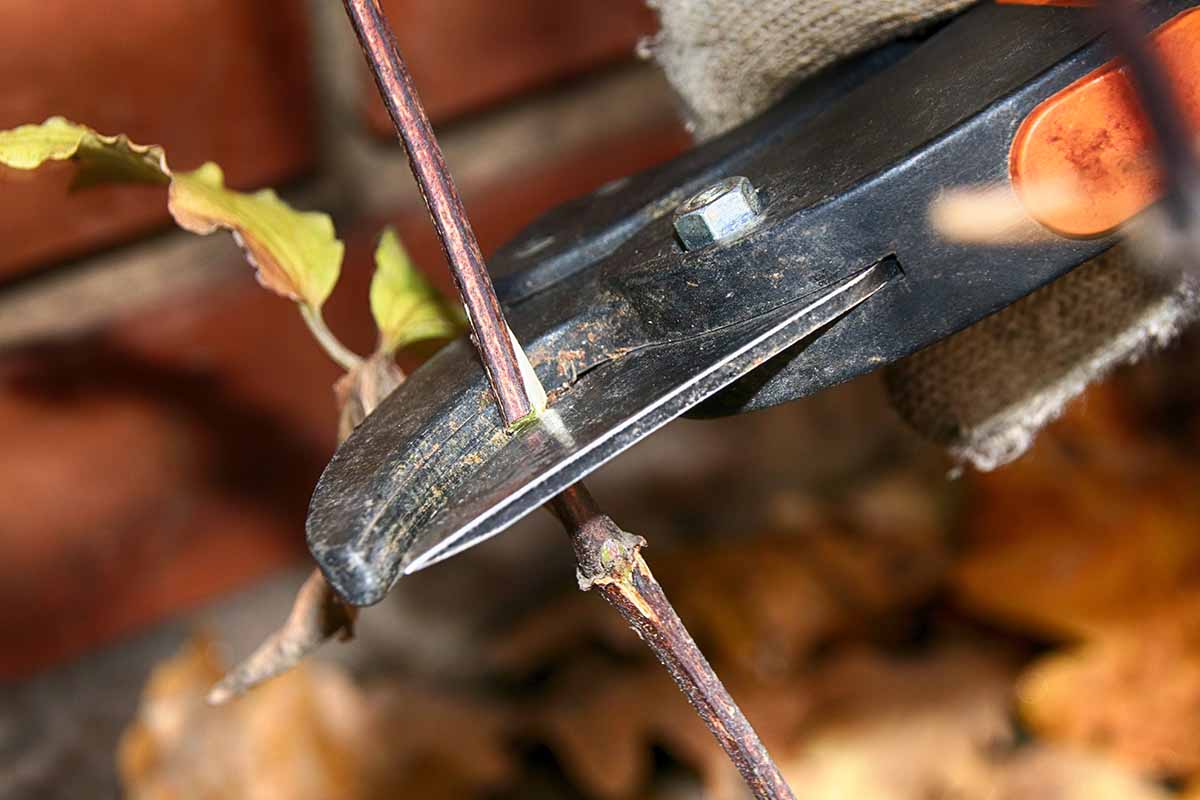 A close up horizontal image of a pair of pruners taking a stem cutting.