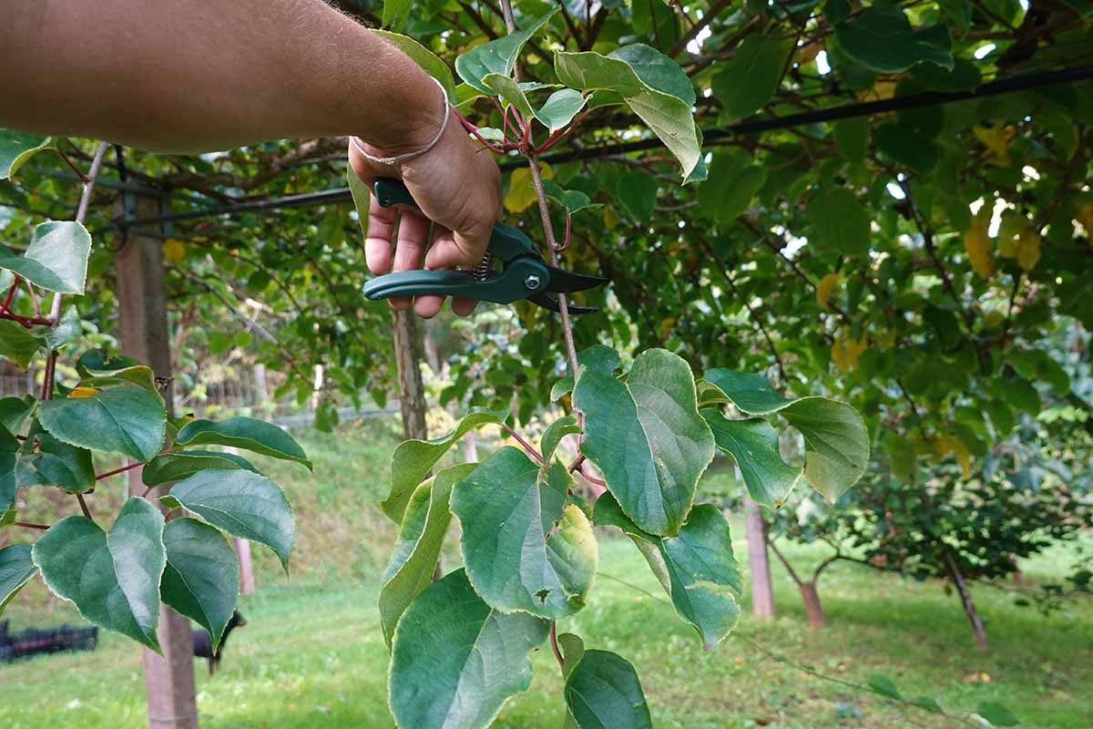 A close up horizontal image of a hand from the left of the frame pruning Actinidia arguta vines.
