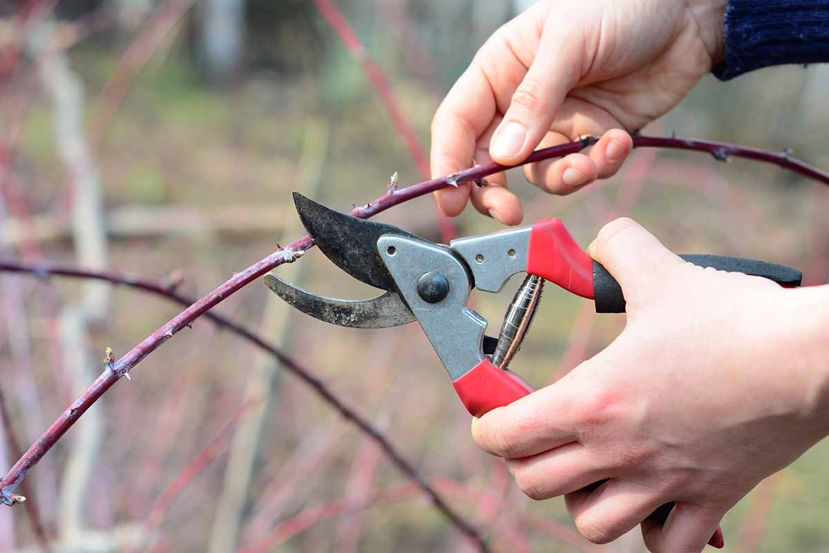 A close up horizontal image of two hands from the right of the frame pruning a blackberry cane.