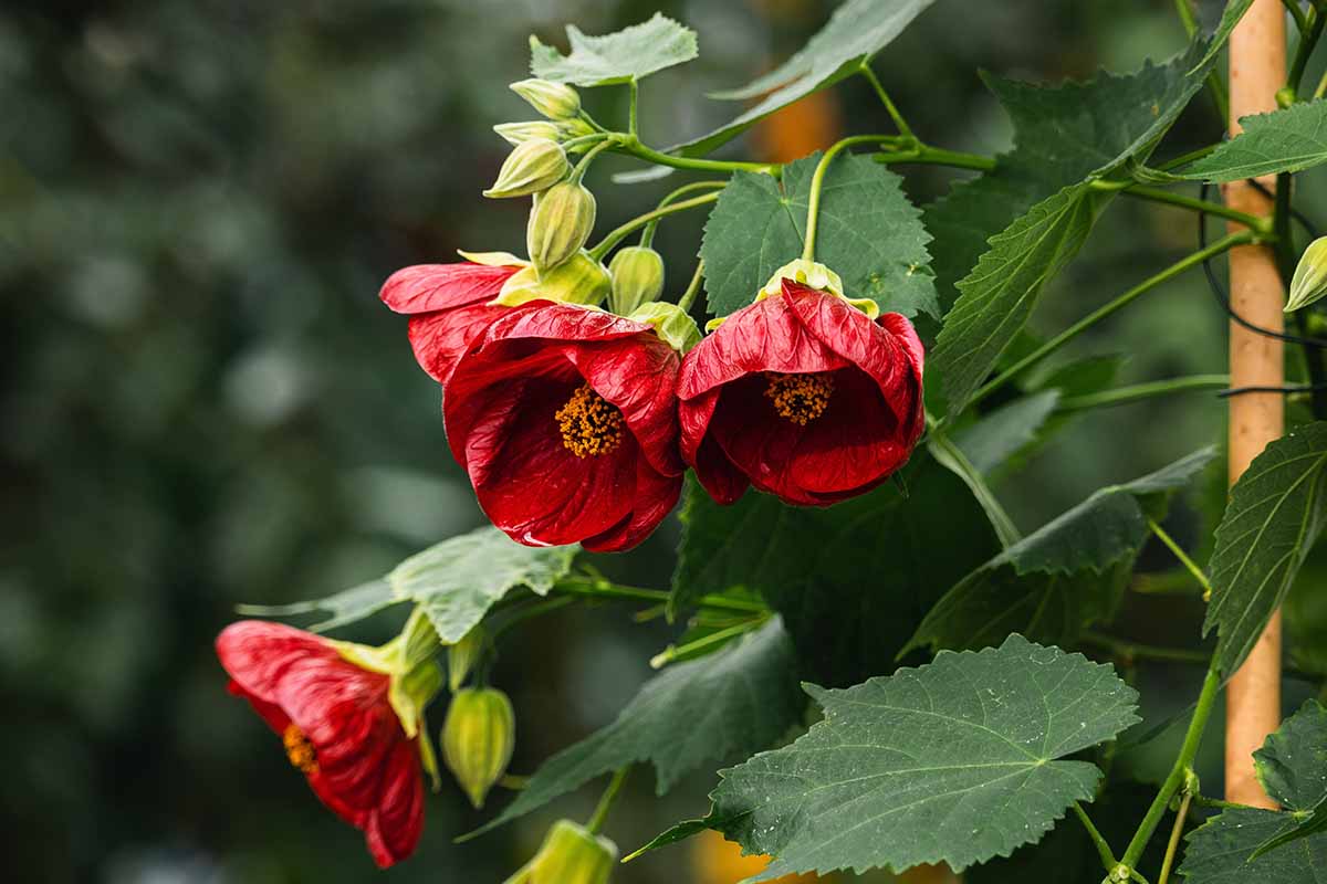 A close up horizontal image of red flowering maple flowers pictured on a soft focus background.