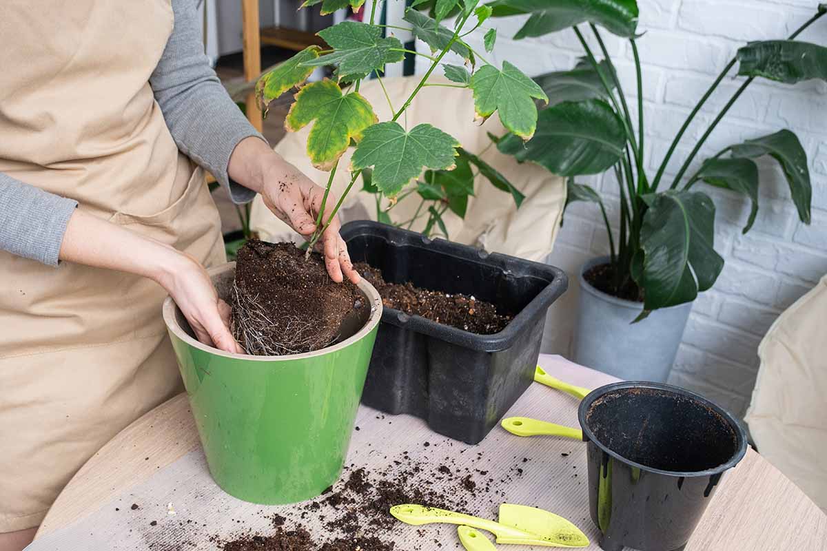 A close up horizontal image of a gardener repotting a houseplant.
