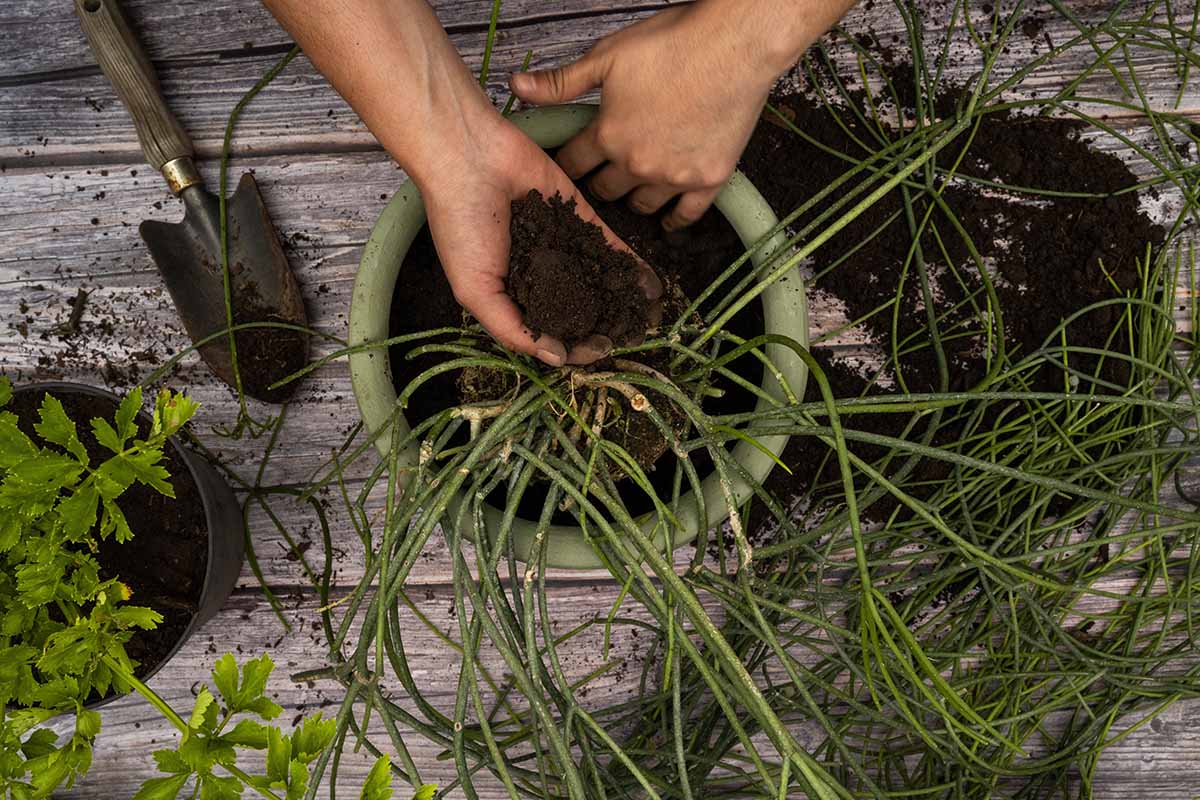 A close up horizontal image of a gardener repotting a large mistletoe cactus.