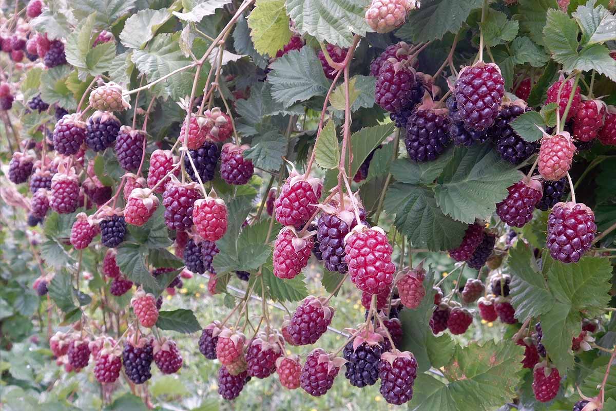 A close up horizontal image of 'Marion' blackberries ripening in the summer garden.