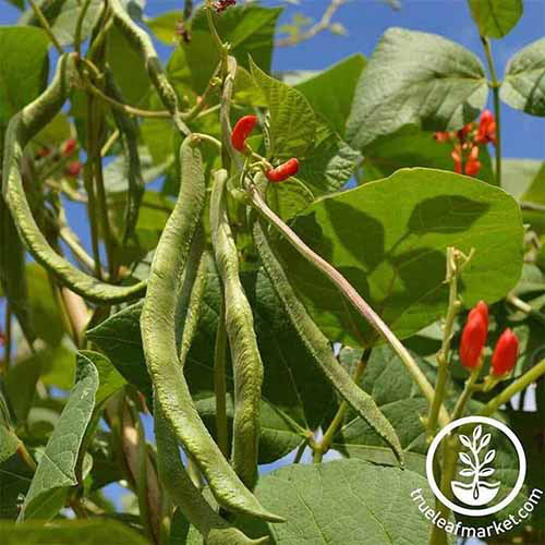 A square image of scarlet runner beans with bright red flowers growing in a sunny garden pictured on a blue sky background. To the bottom right of the frame is a white circular logo with text.
