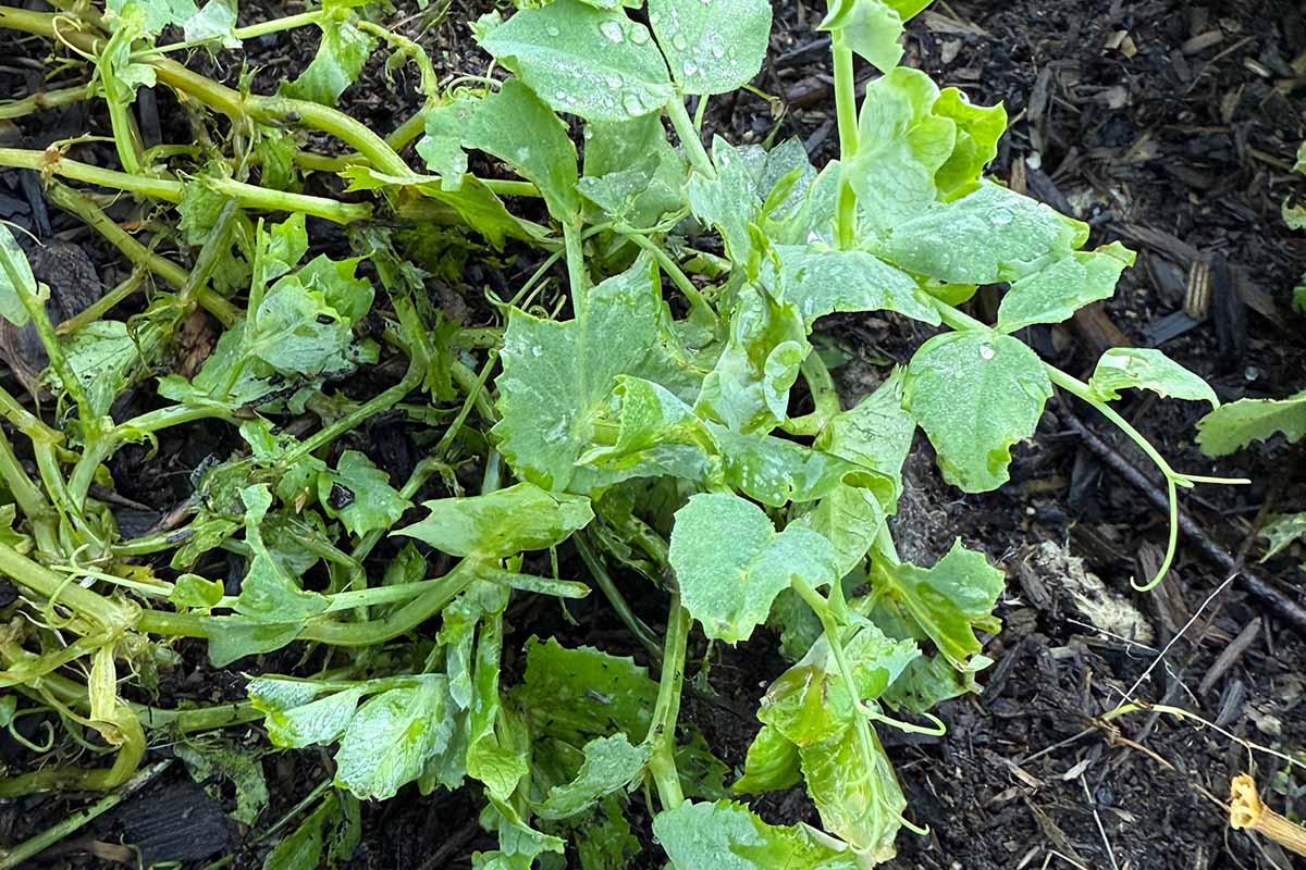 A close up horizontal image of pea plants showing damage from slugs and snails.