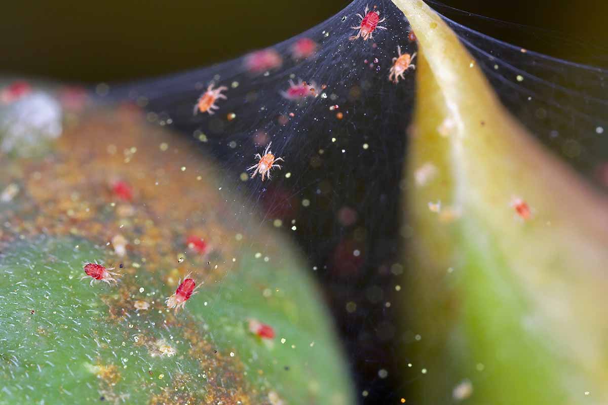 A close up horizontal image of spider mites and webs on a plant.